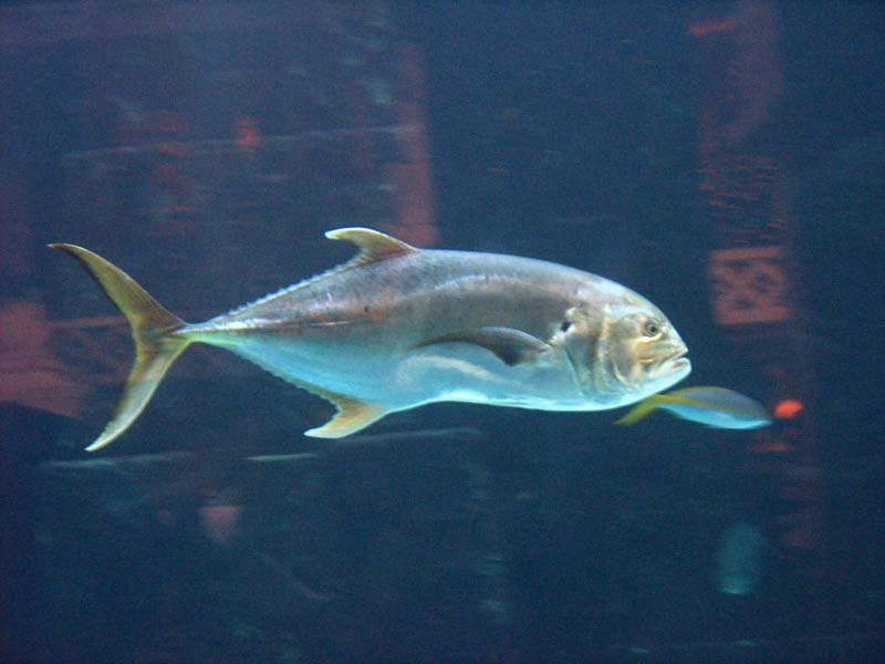 232-aquarium.jpg